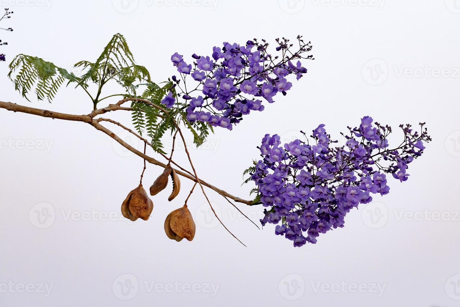 blauer Jacaranda-Baum foto