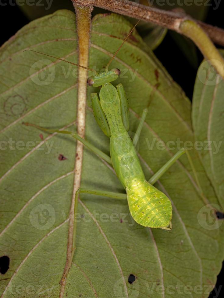 Grüne photinaid Mantis Nymphe foto