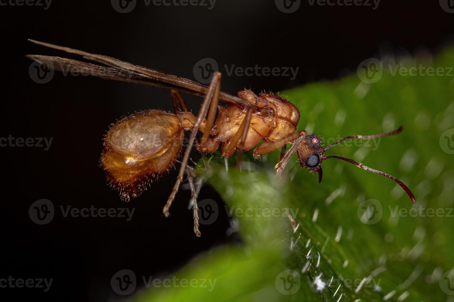 ausgewachsene geflügelte männliche Acromyrmex-Blattschneiderameise foto