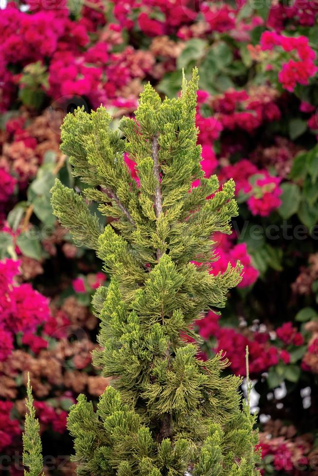 grüner Nadelbaum im Garten foto