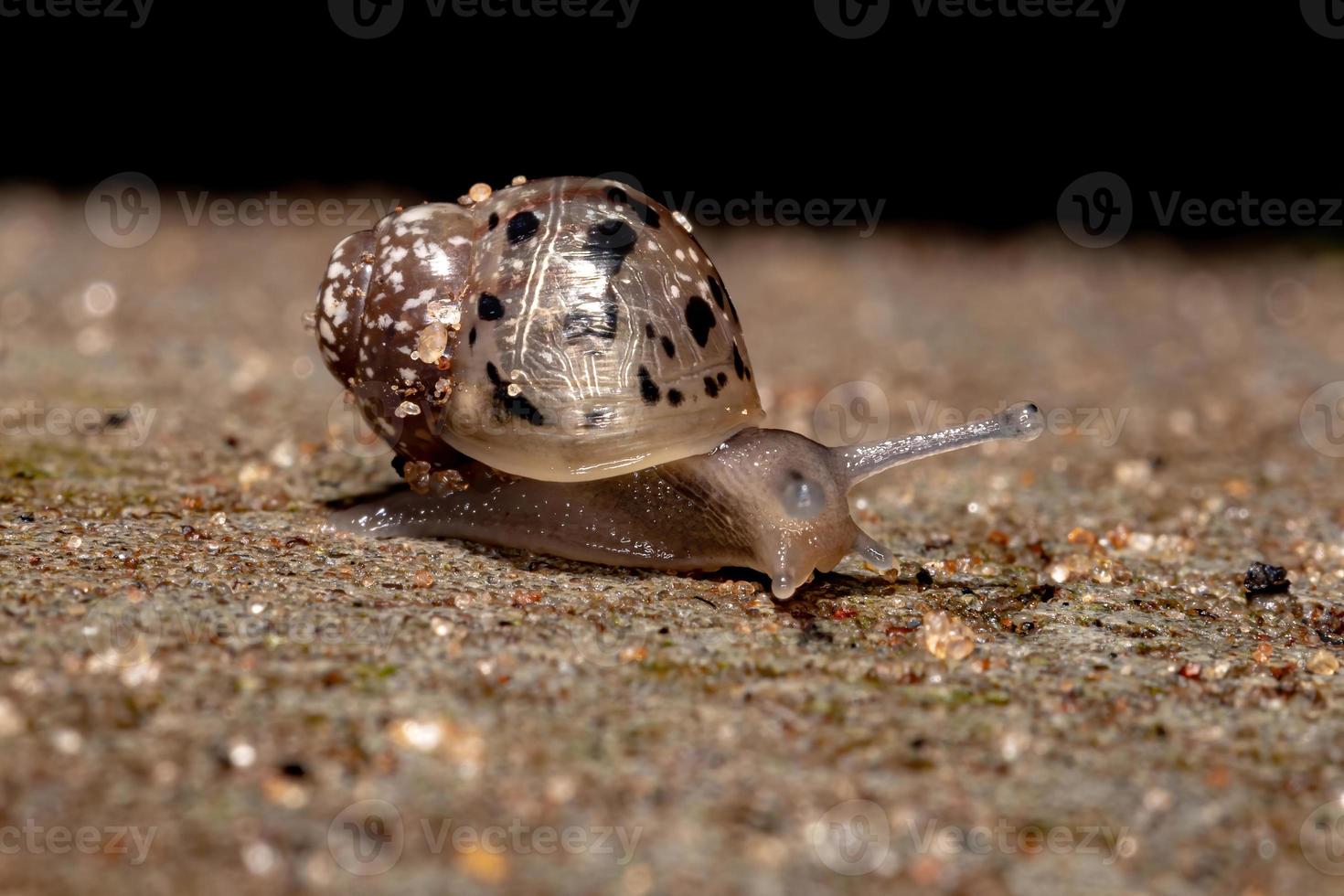 Afrikanische Riesenschnecke foto