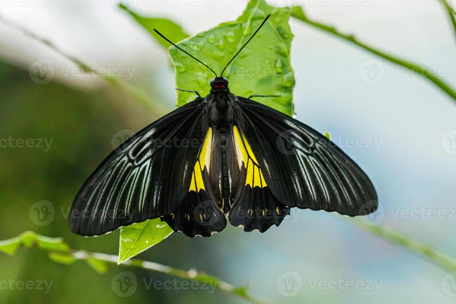 Makro schön Schmetterling Troiden Radamanthus foto