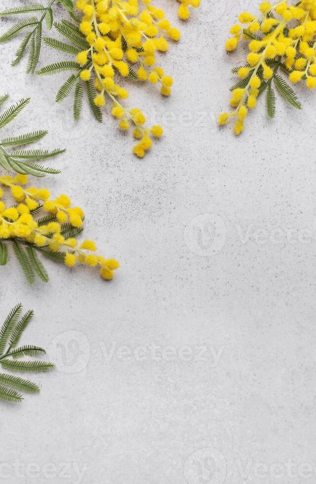 Mimose Blumen auf grau Beton Hintergrund foto