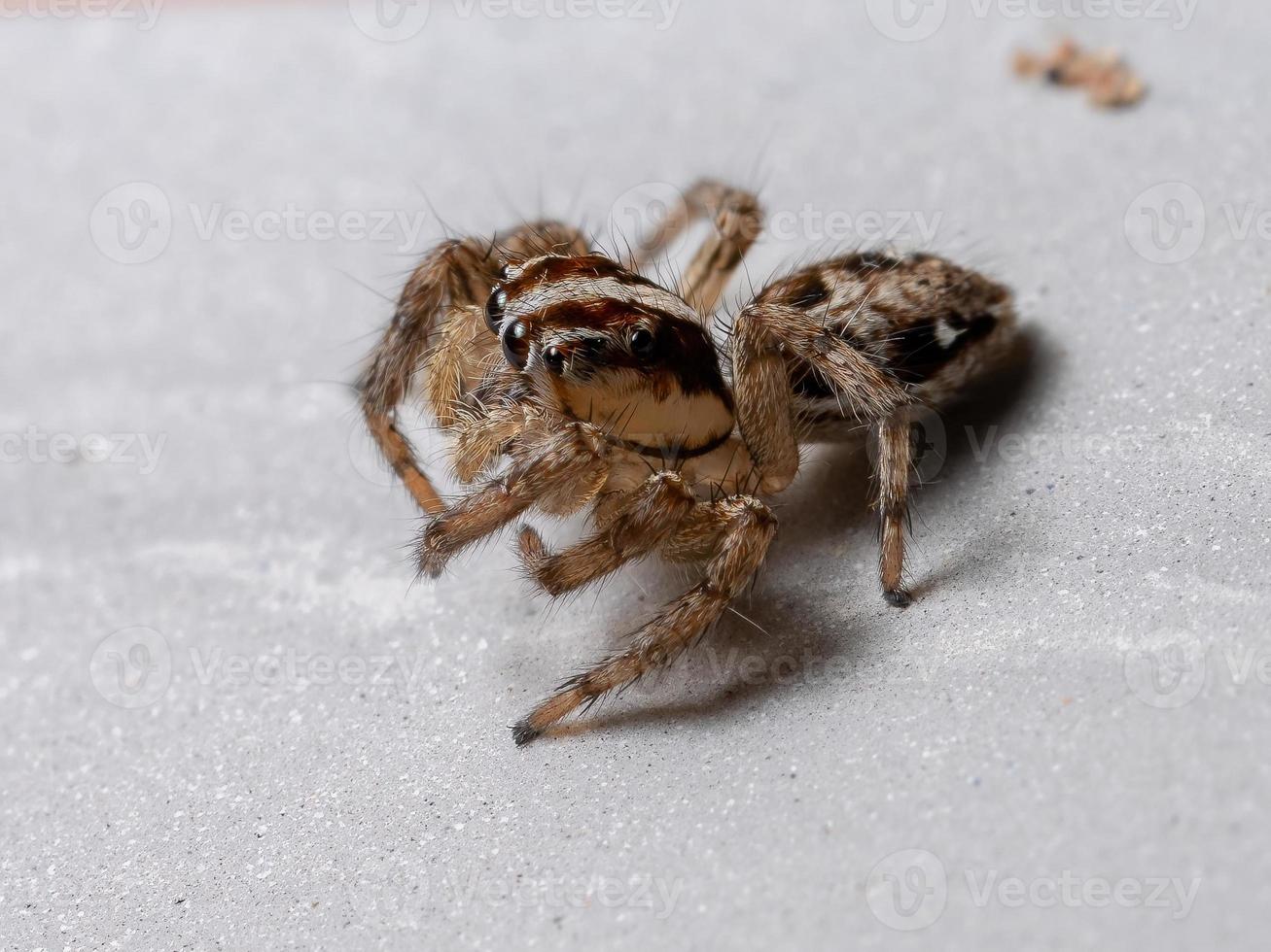 pantropische Springspinne foto