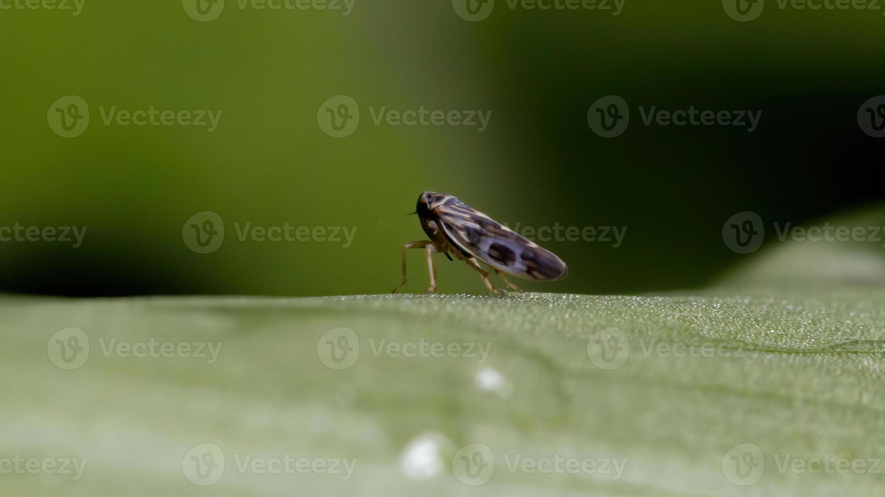 kleine typische Zikade foto