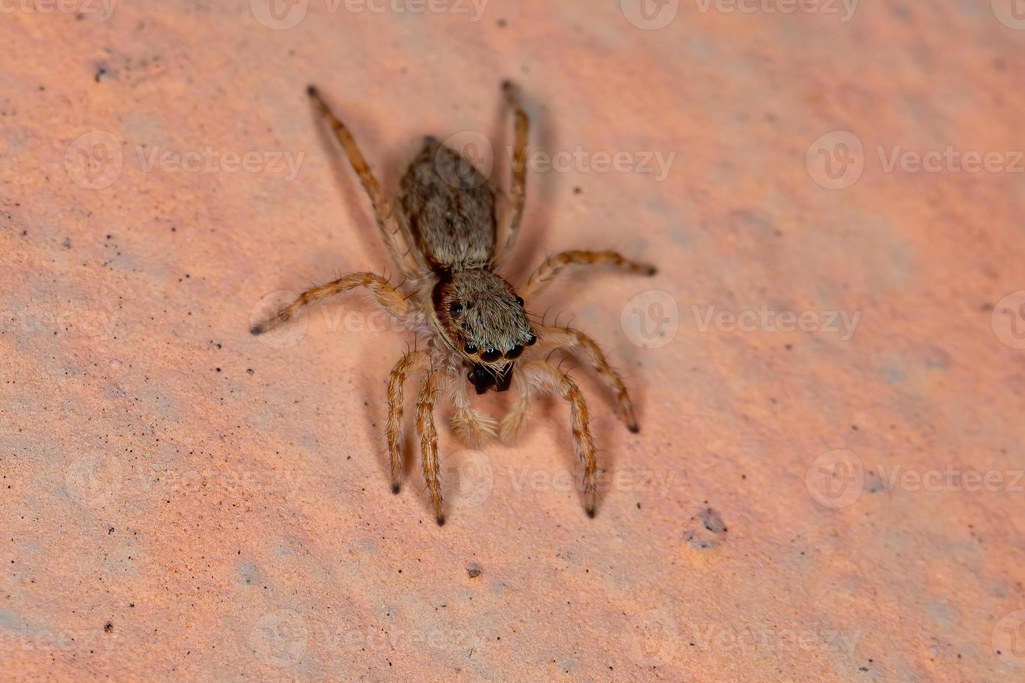 graue Wand springende Spinne foto