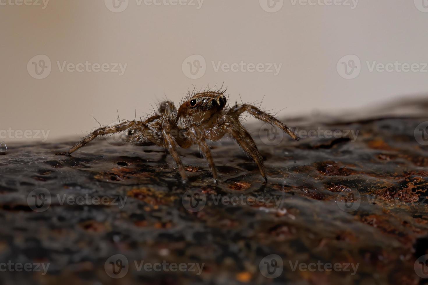 pantropische Springspinne foto