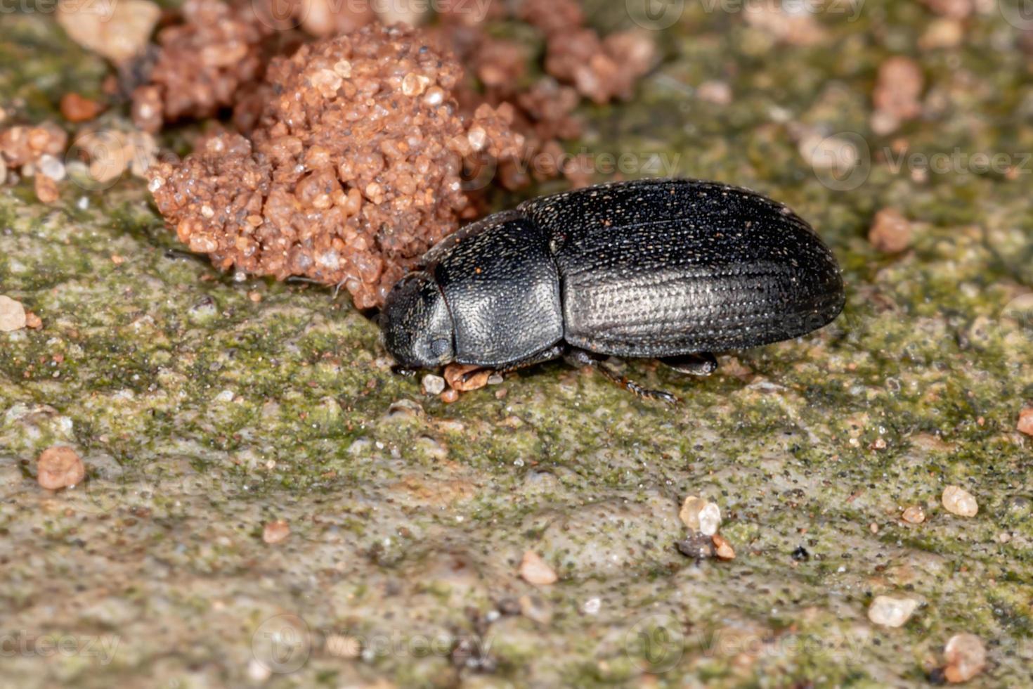 schwarzer Schwarzkäfer foto