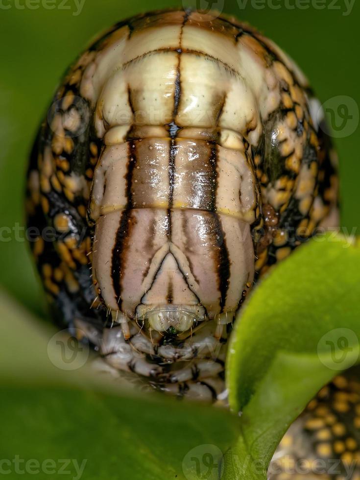 Macroglossine Sphinxmotte Raupe foto