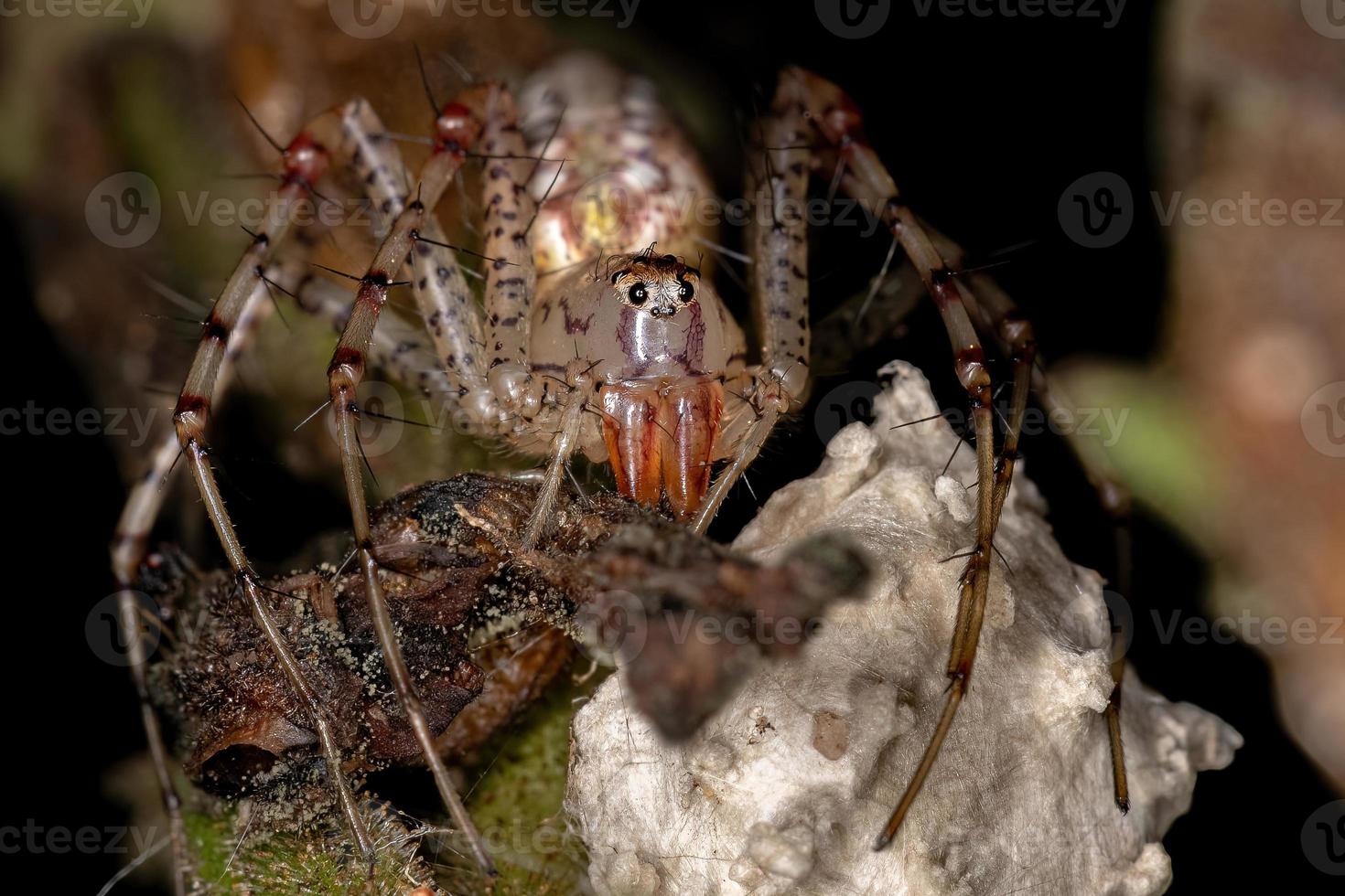 erwachsene weibliche Luchsspinne foto