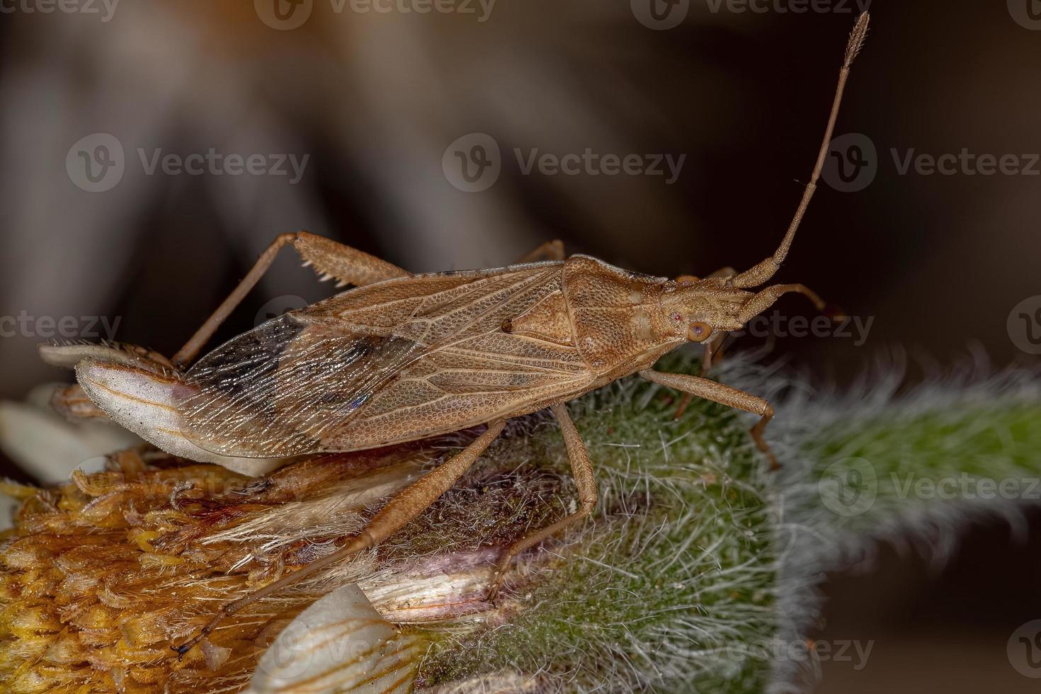 erwachsener geruchloser Pflanzenkäfer foto