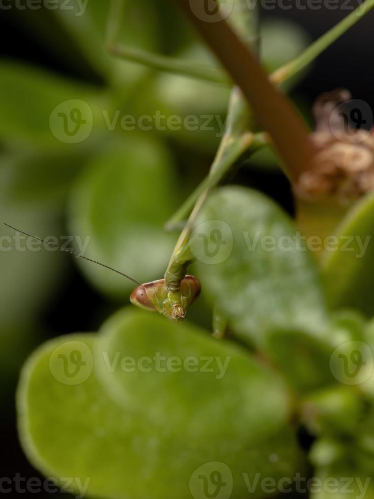 brasilianische kleine männliche Mantis foto