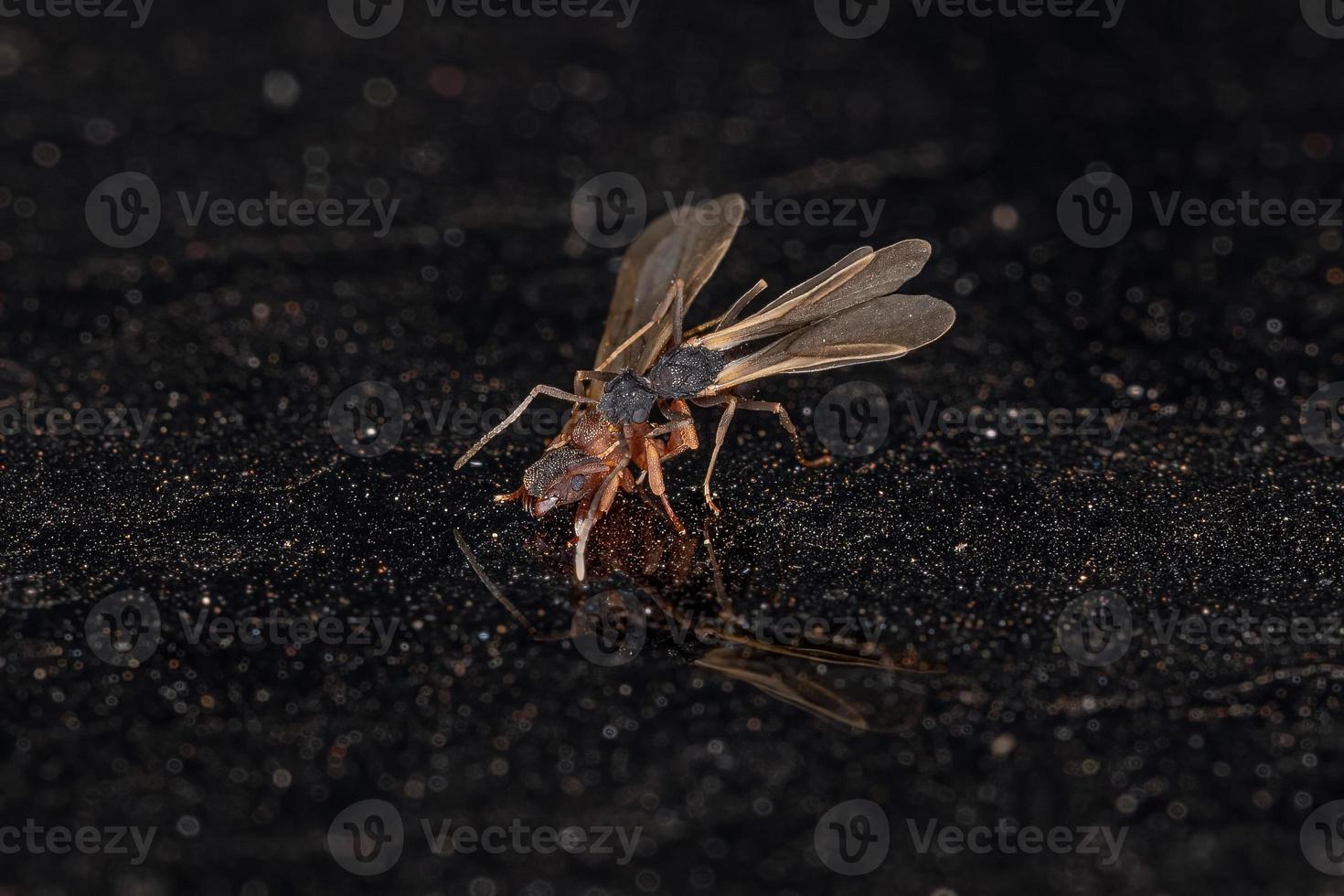 kleine ausgewachsene pilzwachsende Ameisen foto