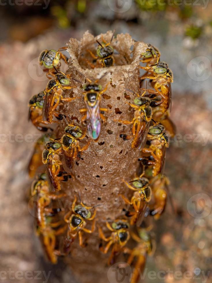 erwachsene Jatai-Bienen foto