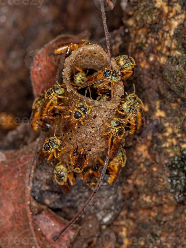 erwachsene Jatai-Bienen foto