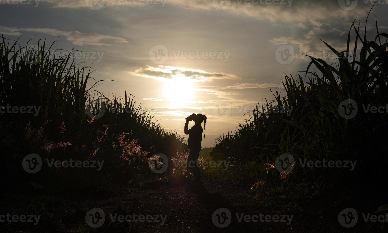 Bauernfrau Silhouette, die in der Zuckerrohrplantage im Hintergrundsonnenuntergangsabend steht foto