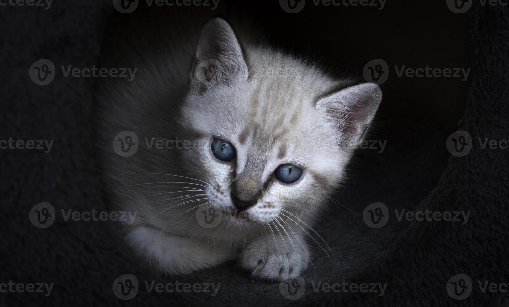 Porträt von ein einen Monat alt weißlich Kätzchen mit Blau Augen, mit ein schwarz Hintergrund. foto