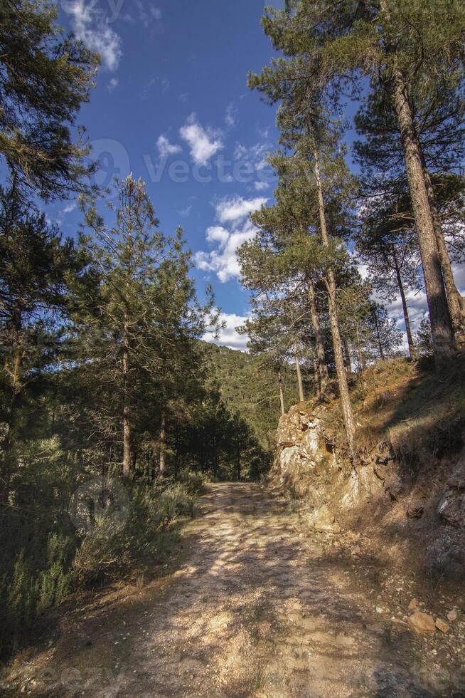 Wandern im das schön Natur von das Sierra de Cazorla, jaen, Spanien. Natur Ferien Konzept. foto