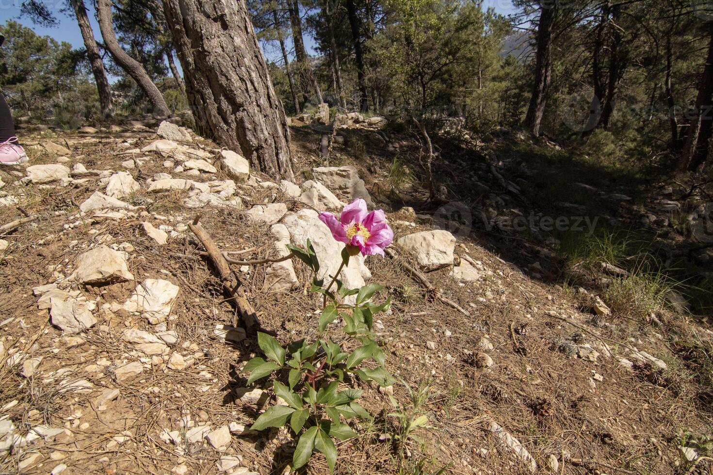 ziemlich Fuchsie wild Blume im das schön Natur von das Sierra de Cazorla, jaen, Spanien. foto