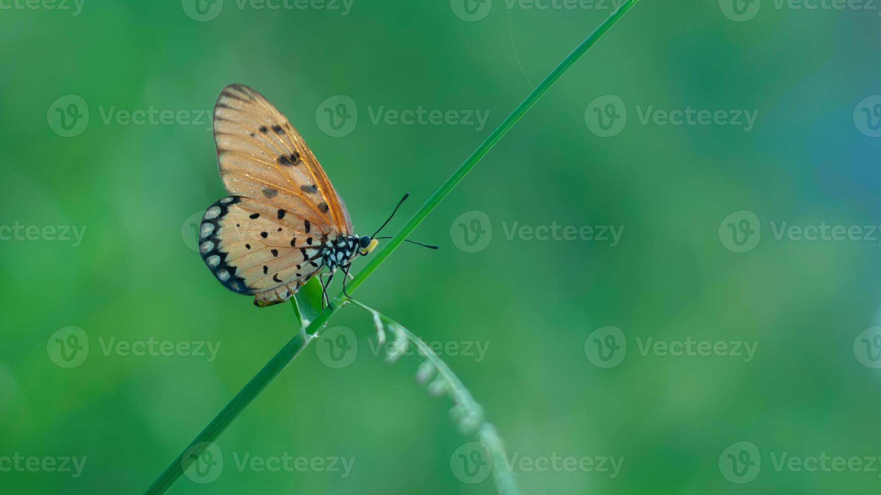 ein Orange Schmetterling Akraee terpsicore foto