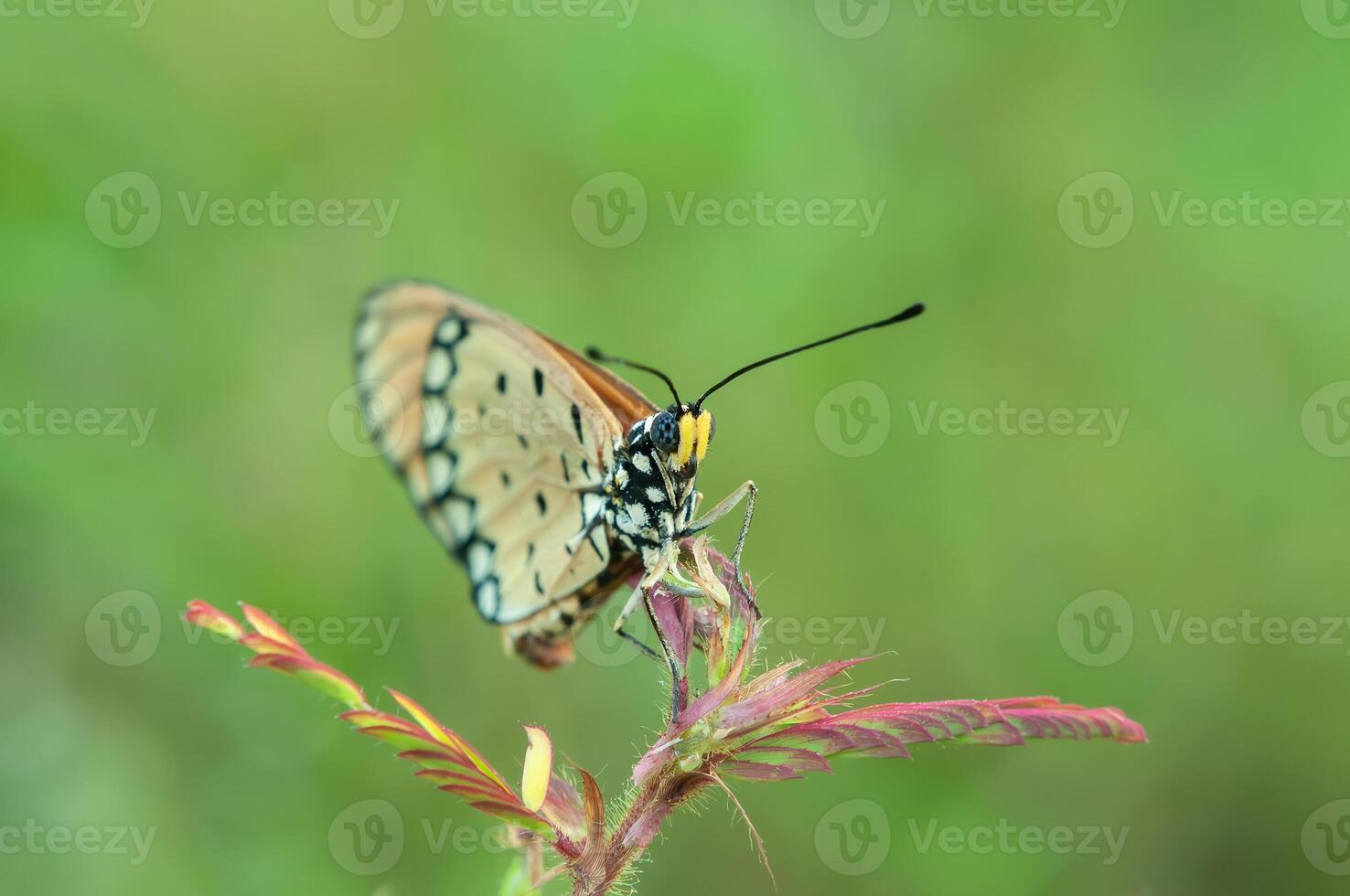 ein Orange Schmetterling Akraee terpsicore foto