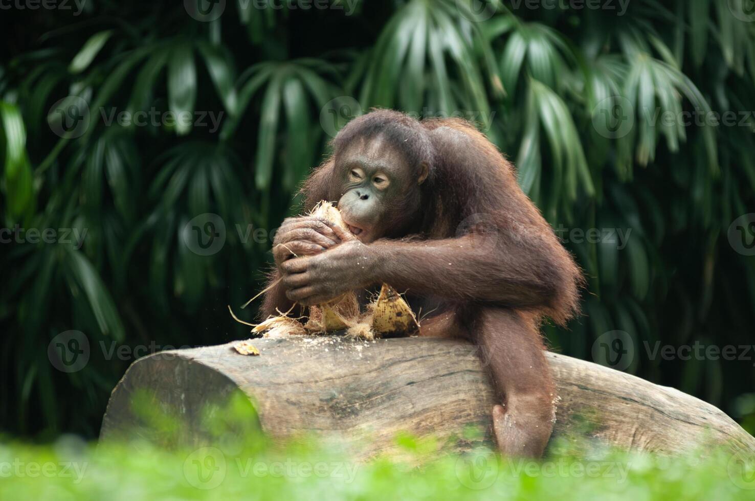 Orang utan oder Pongo Pygmaeus foto