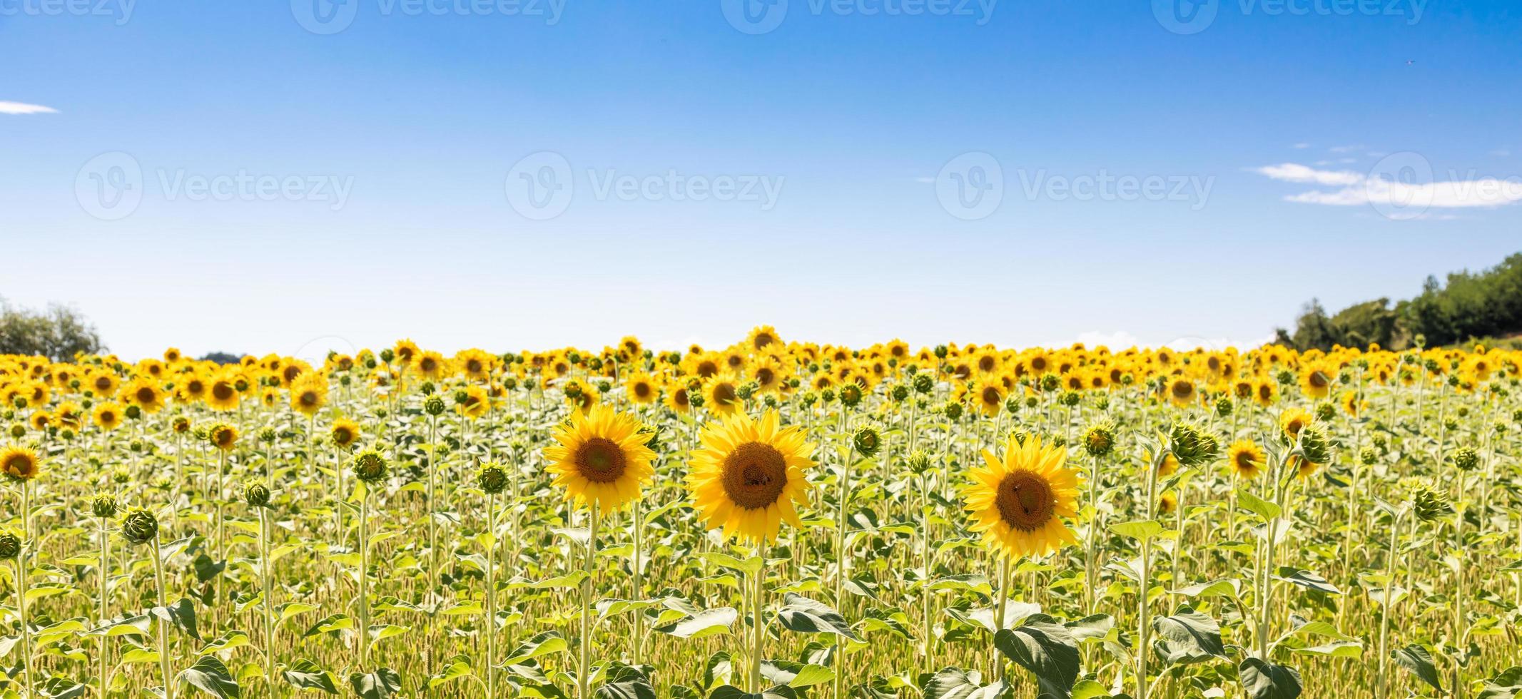 Sonnenblumenfeld in Italien. malerische Landschaft in der Toskana mit blauem Himmel. foto