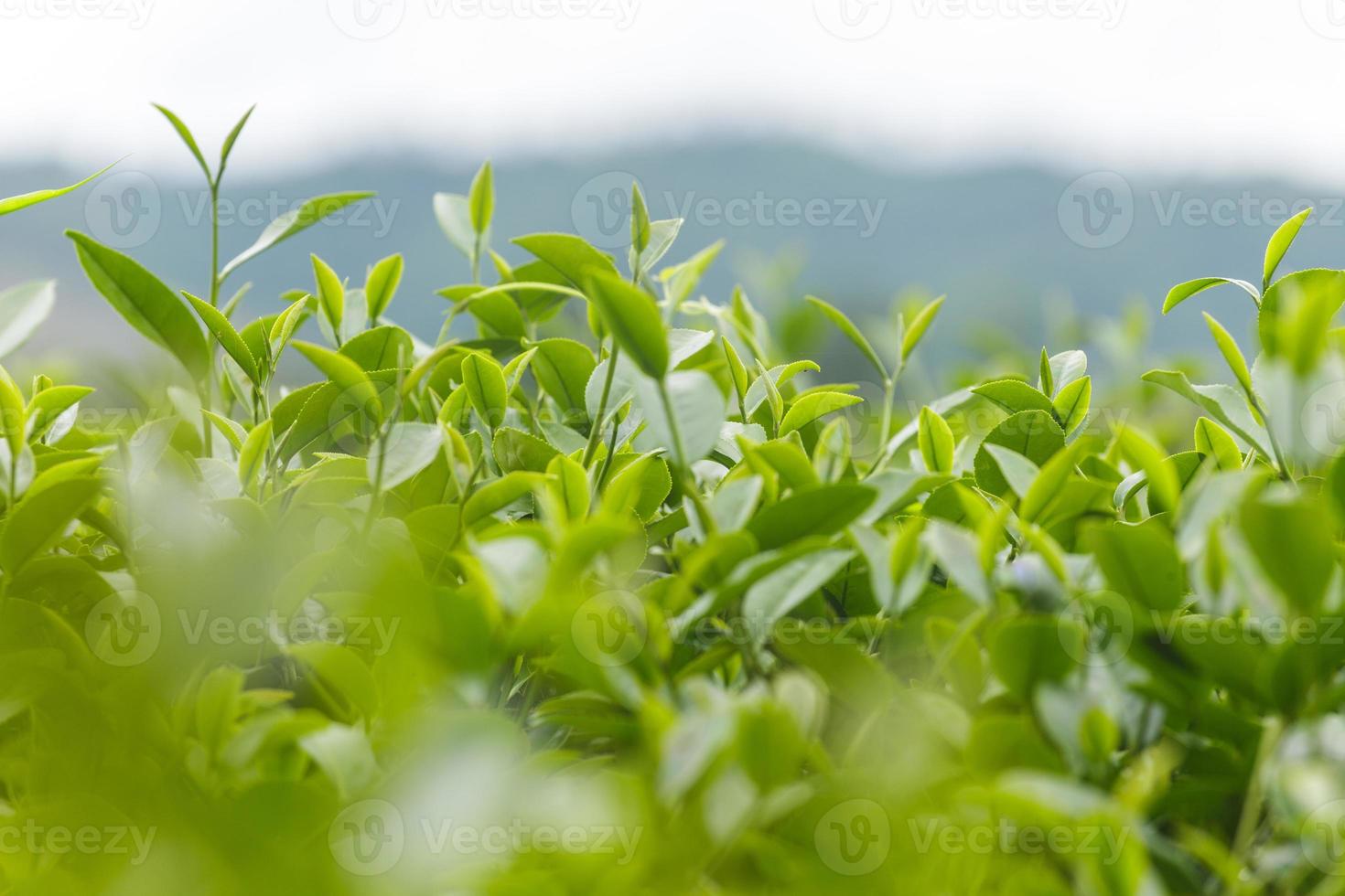 frische Teeblätter morgens auf dem Teeplantagenfeld foto