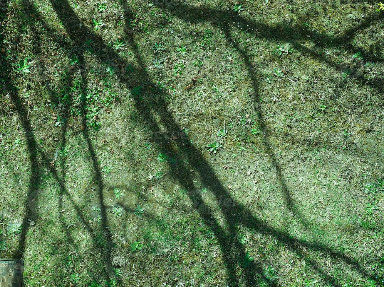 Baumschatten auf Gras foto