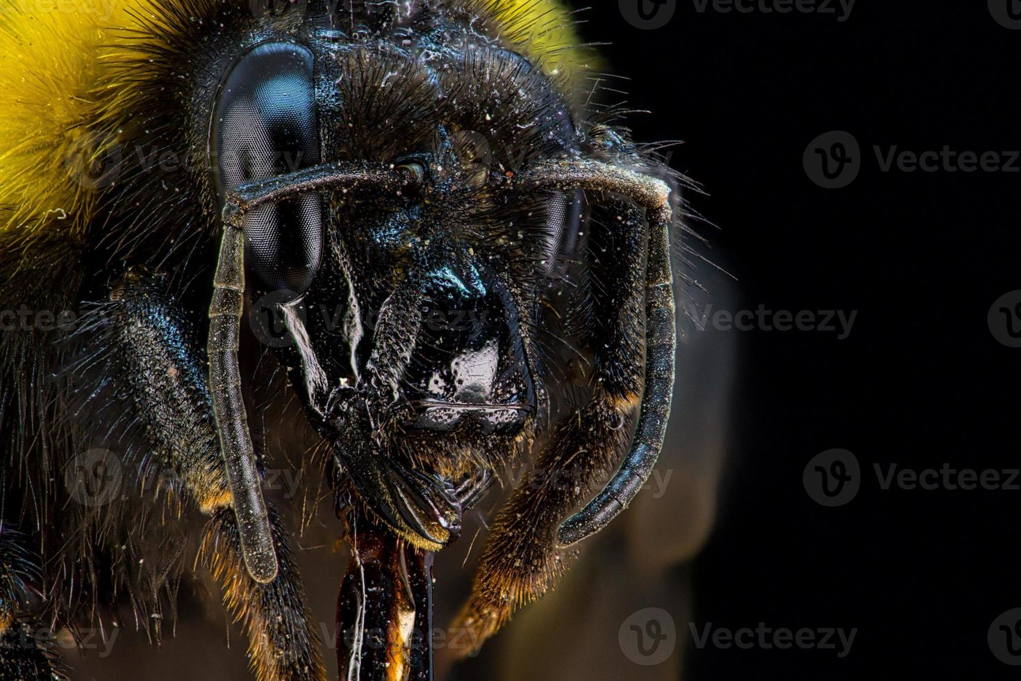 Kopfporträt einer Hummel foto