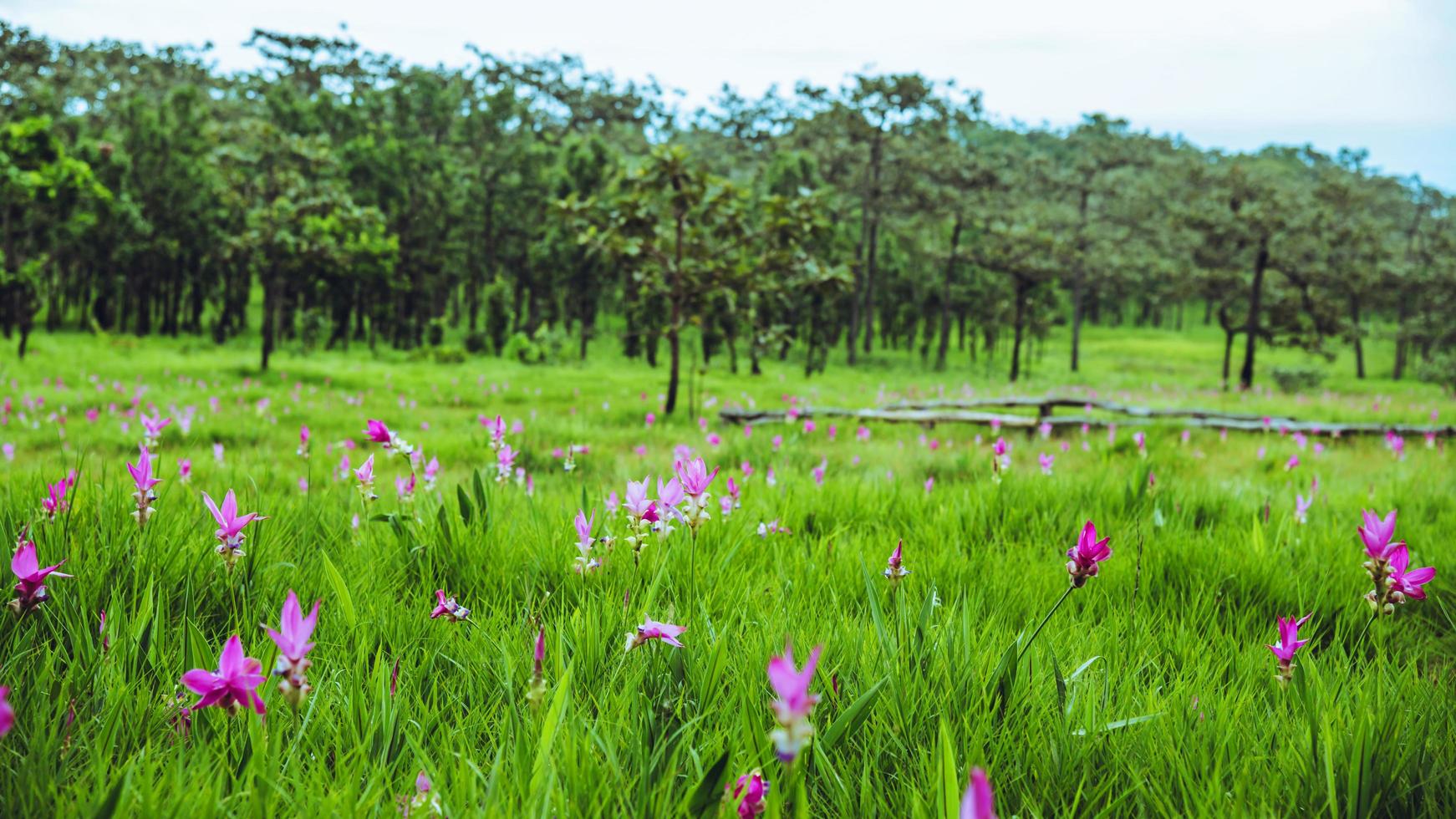 schöne kurkuma sessilis rosa blumen blühen im regenwald, im pa hin ngam nationalpark chaiyaphum provinz, thailand foto