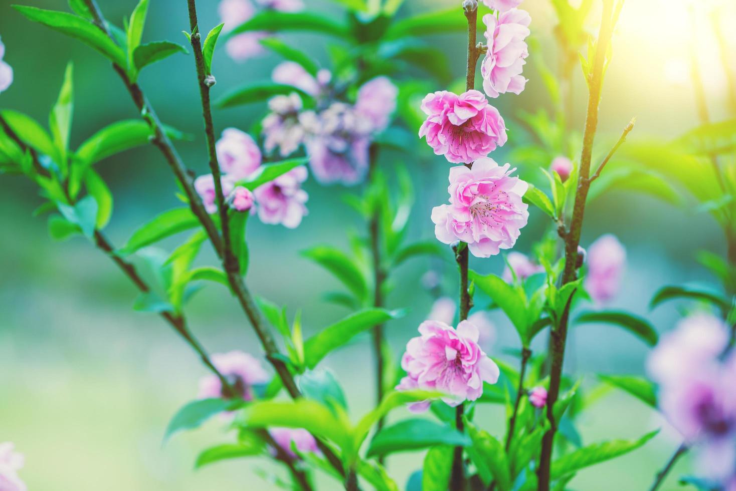 schöne Sakura-Blumen, die morgens blühen. foto