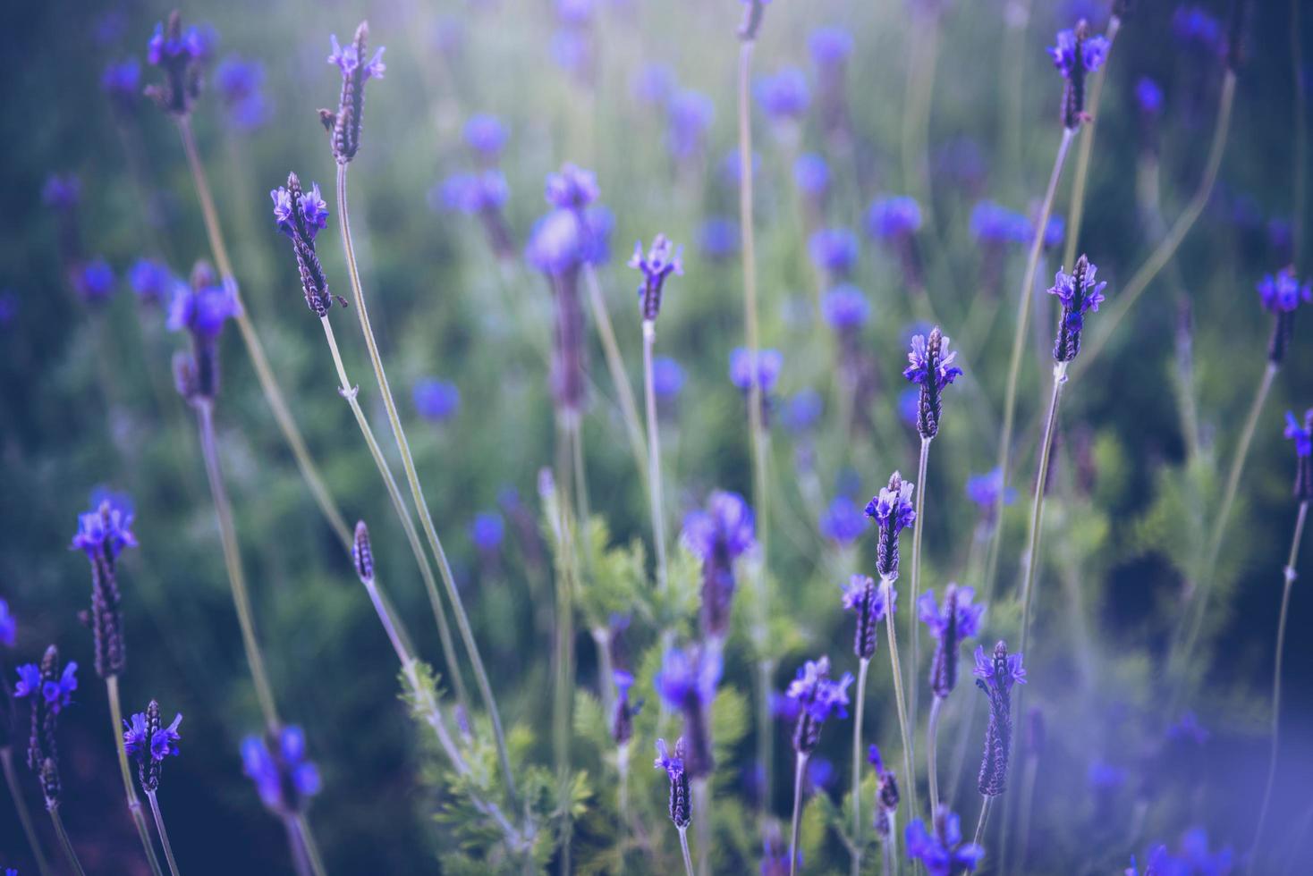 Vintage Hintergrund kleine Blumen lila Natur schön, für Ostern Grußkarten mit Kopierraum foto