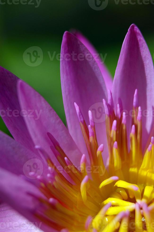 lila Blütenblatt und gelber Pollen der Seerose foto