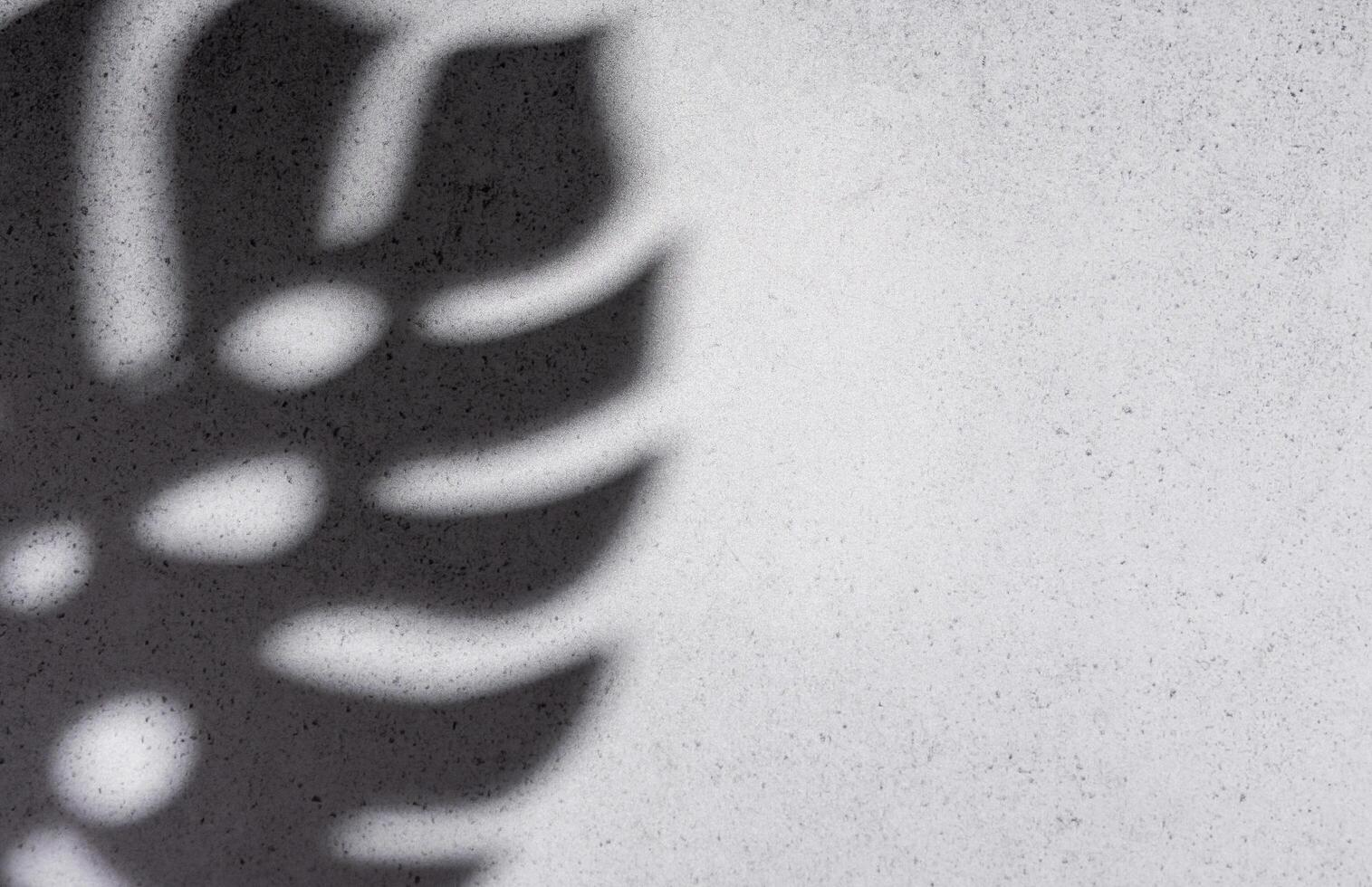 Schatten von Monstera Blätter foto