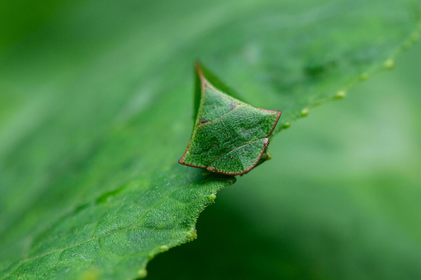 Makroinsektenblattlauszikade in der Natur foto