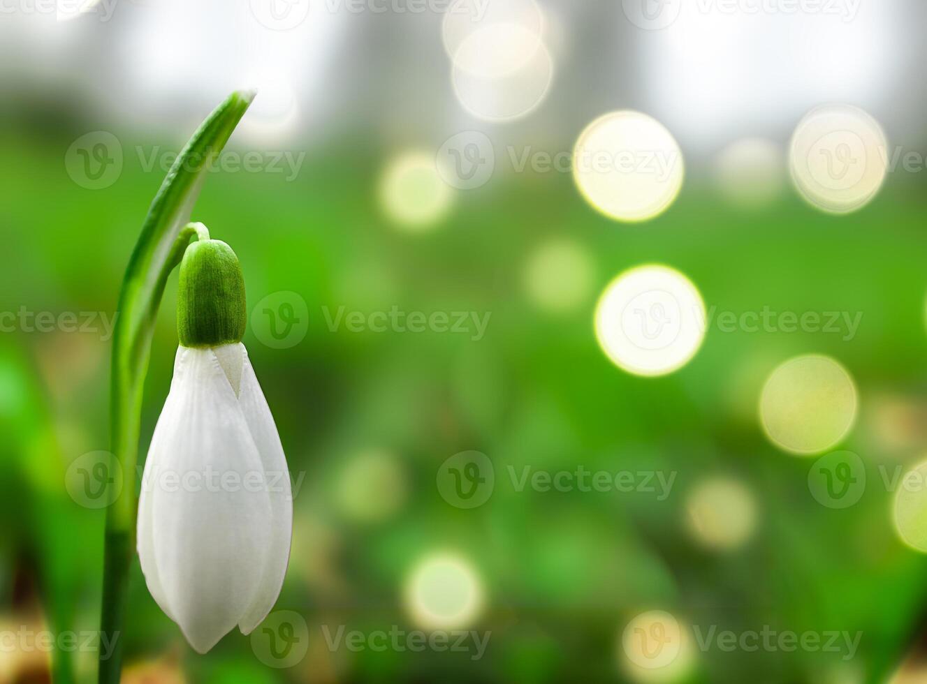 Nahansicht von ein zart Schneeglöckchen blühen im ein üppig Garten während früh Frühling foto