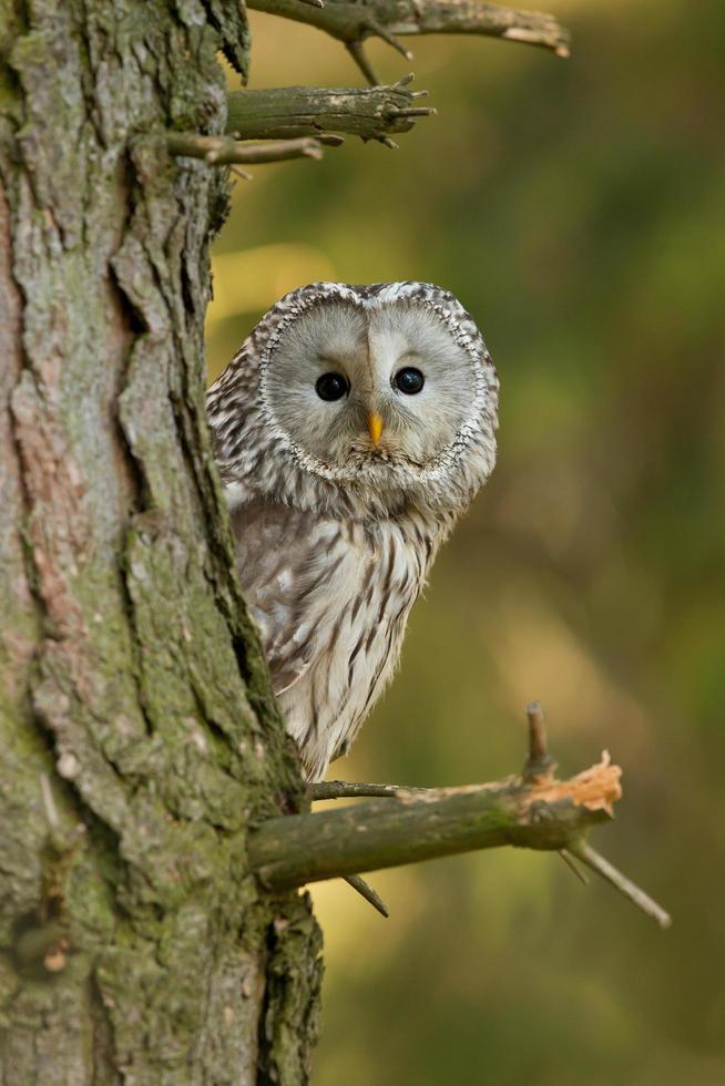 Uraleule, Strix Uralensis foto