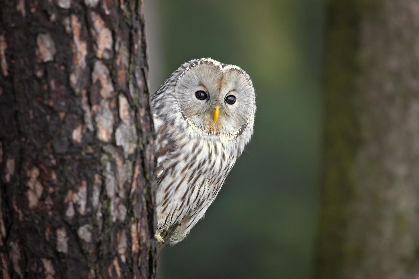 Uraleule, Strix Uralensis foto