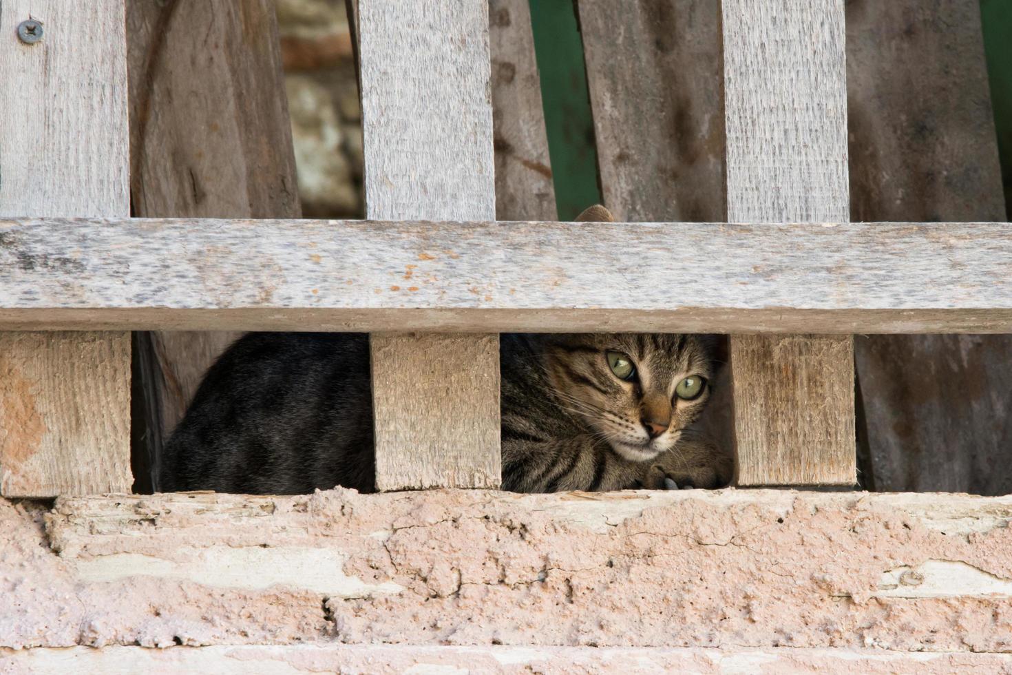 Süße Straßenkatze mit grünen Augen, versteckt unter einem Holzzaun. Rhodos, Griechenland foto