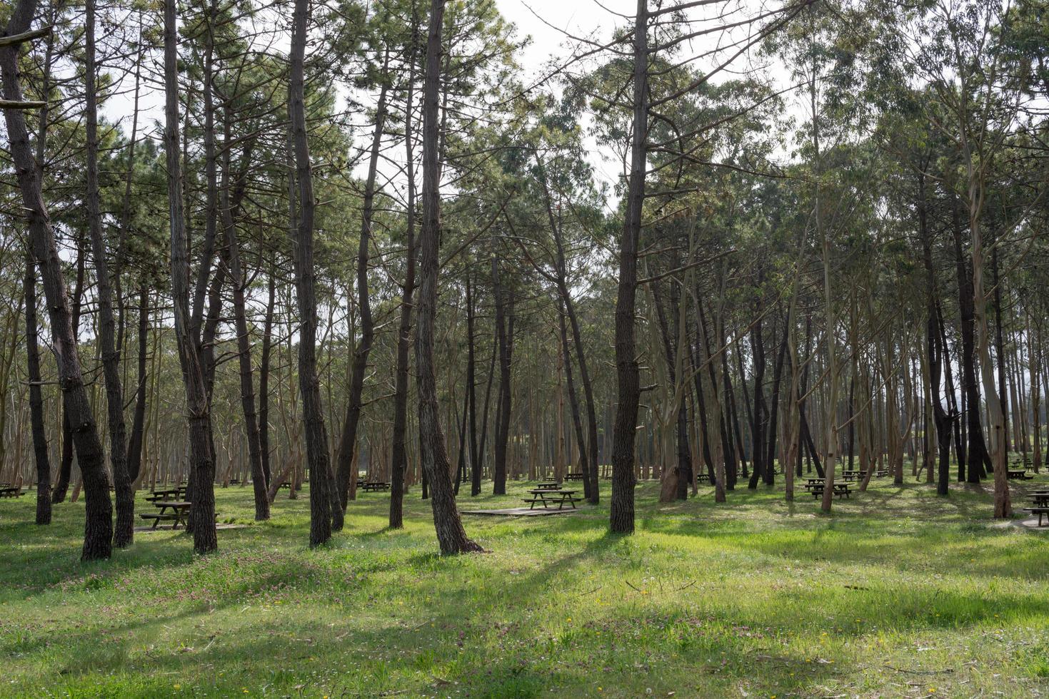 Erholungsgebiet mit Eukalyptus und Pinien bei Rodiles, Asturien. foto