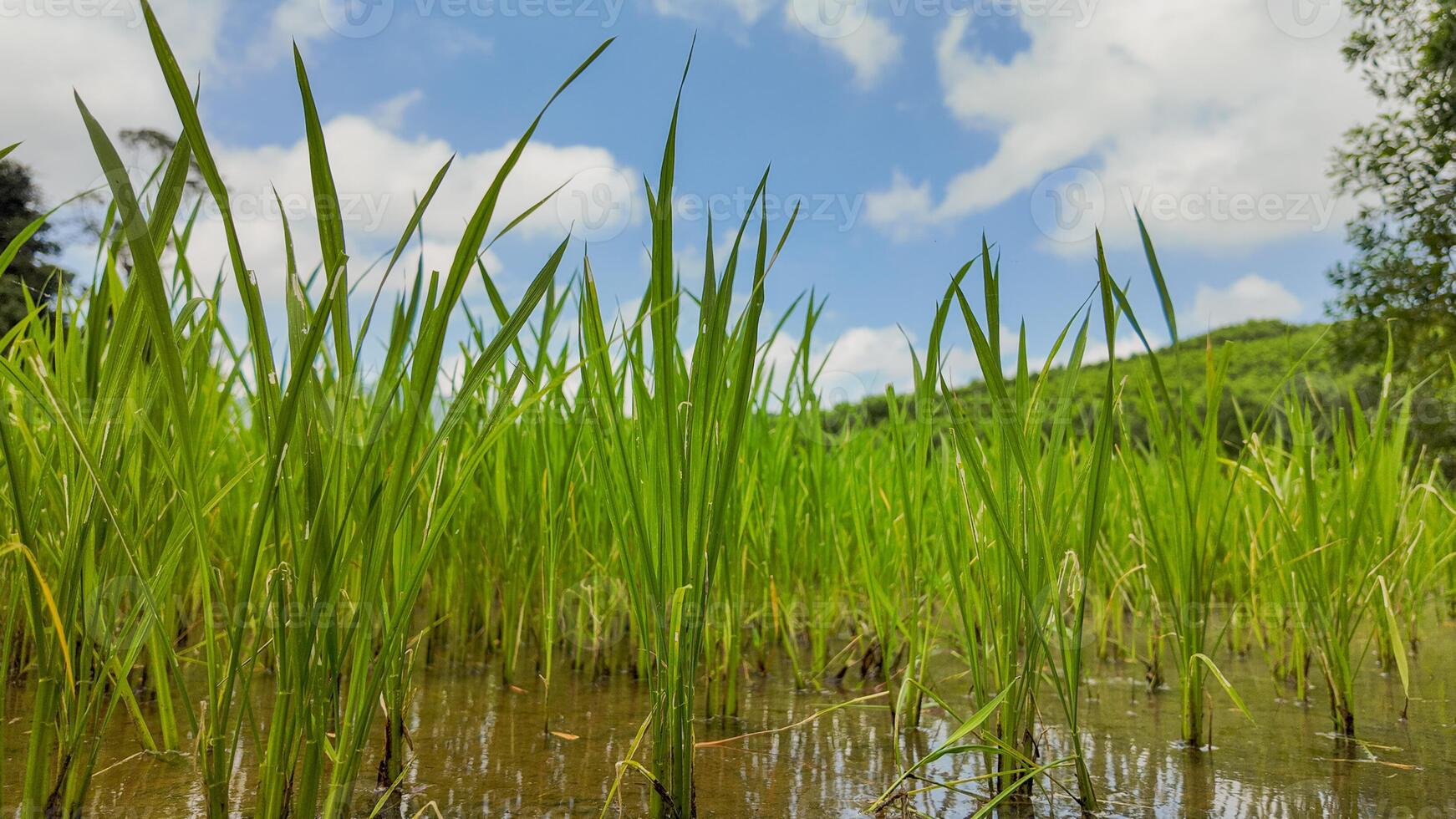 grün Reis Paddy unter sonnig Himmel foto