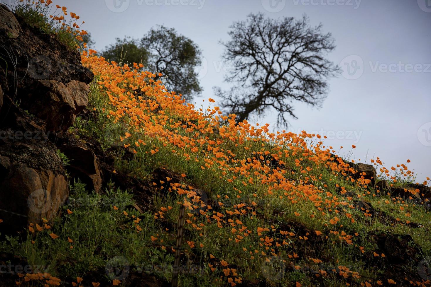 Kalifornische Mohnblumen im Frühling foto