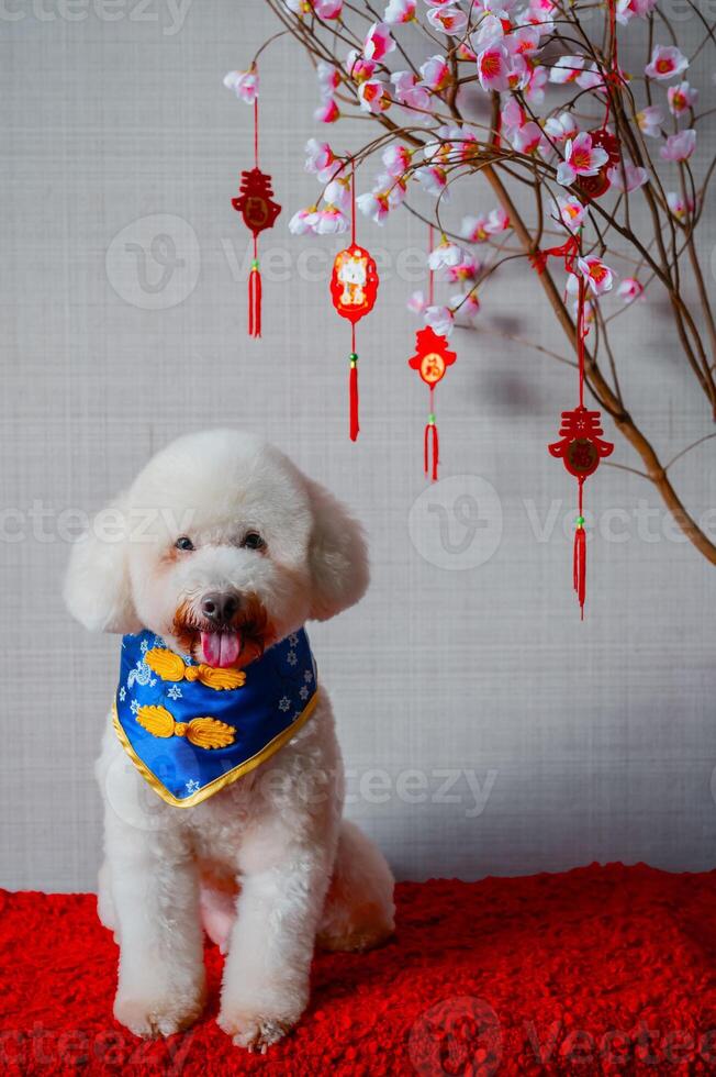 bezaubernd Weiß Pudel Hund tragen Chinesisch Neu Jahr Halsband mit hängend Anhänger Wort bedeuten Segen mit Rosa Kirsche blühen auf rot Stoff Boden. foto