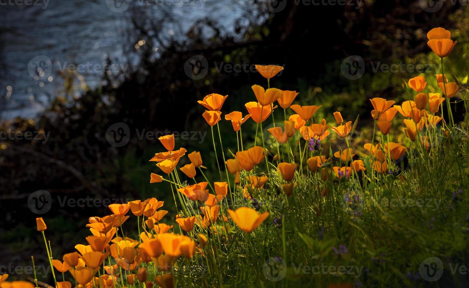 kalifornische Mohnblumen mit Hintergrundbeleuchtung foto