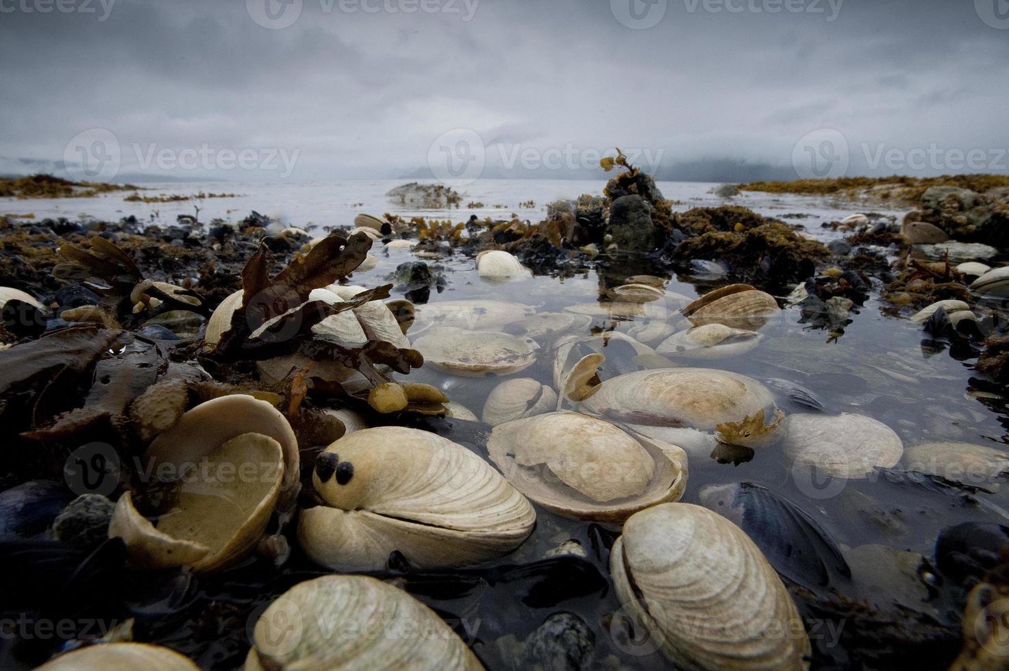 Muscheln am Strand bei Sturm foto