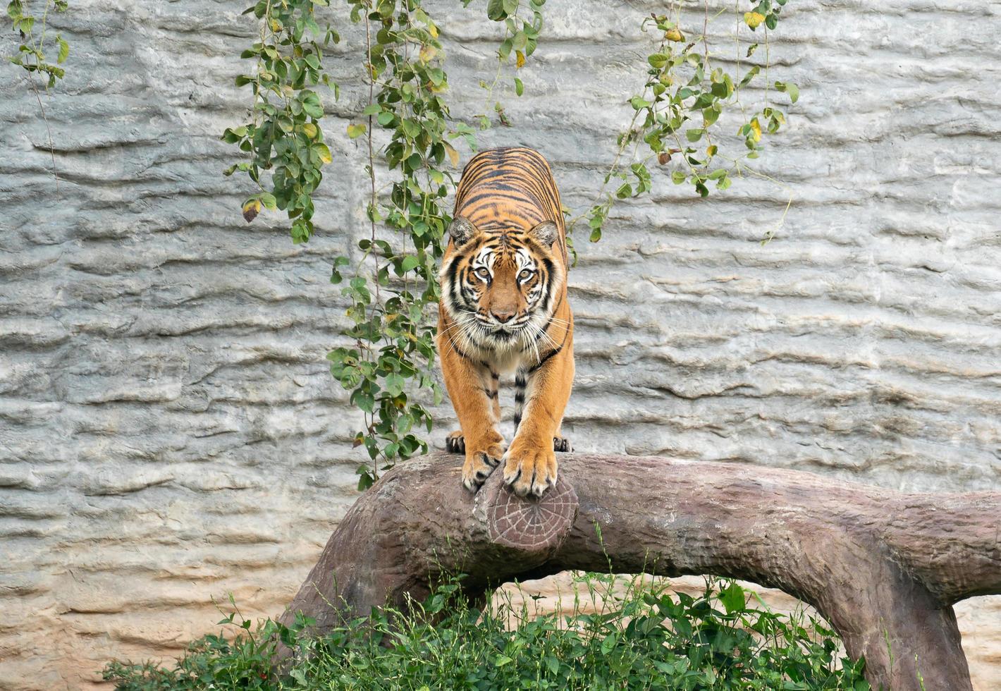 bengalischer Tiger im Zoo foto