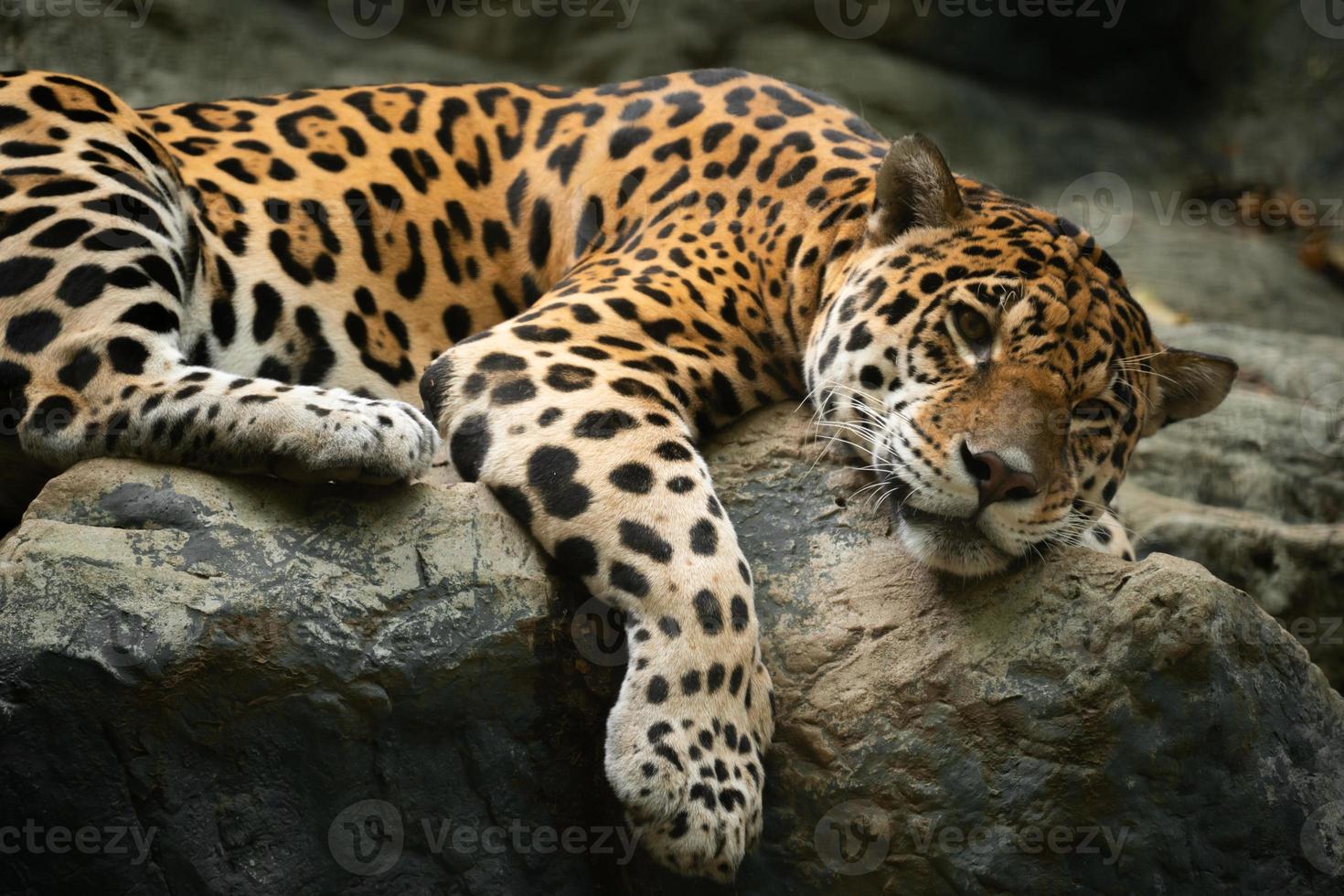 Jaguar ruht auf dem Felsen foto