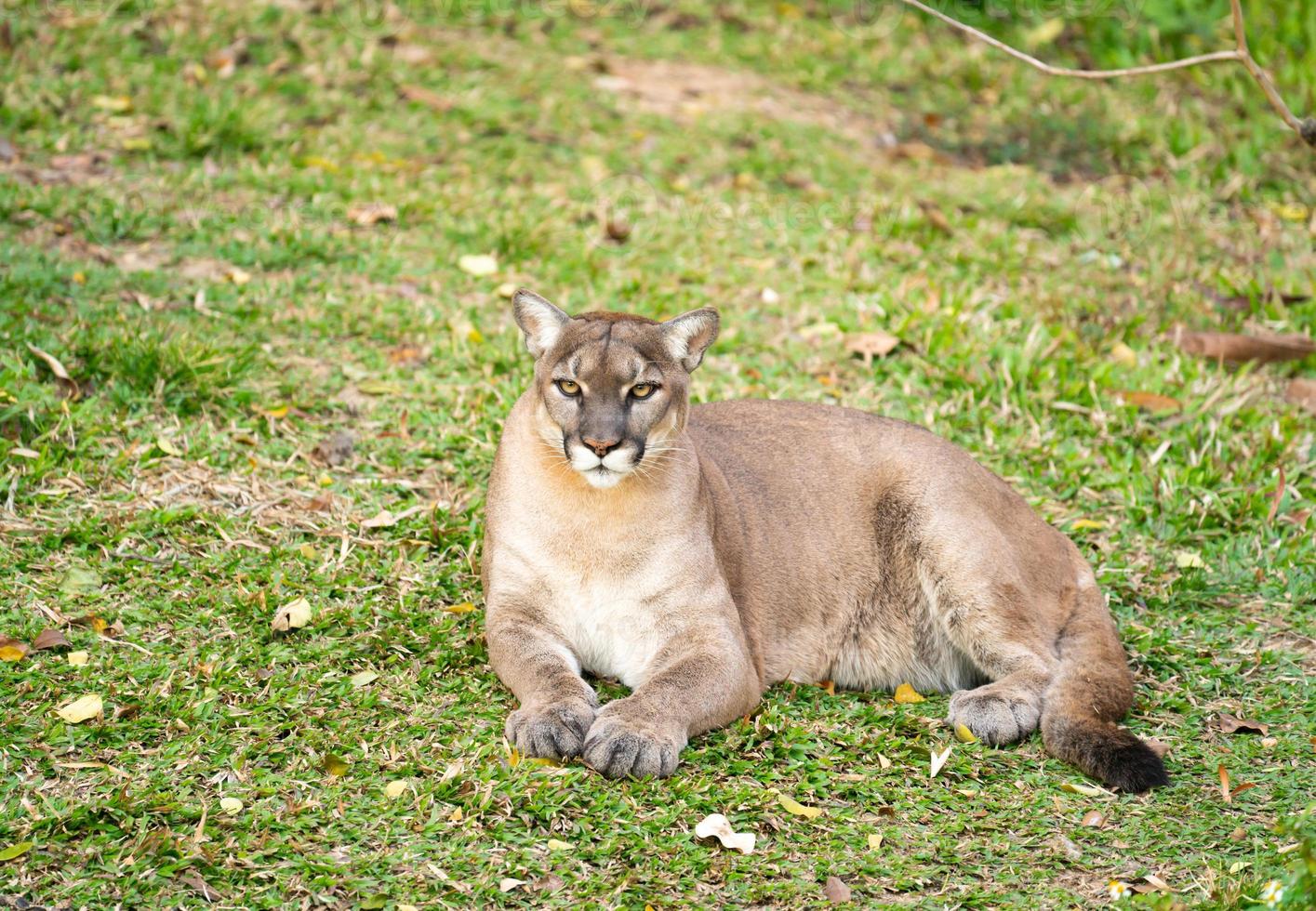 Puma oder Puma ruht auf grünem Gras foto