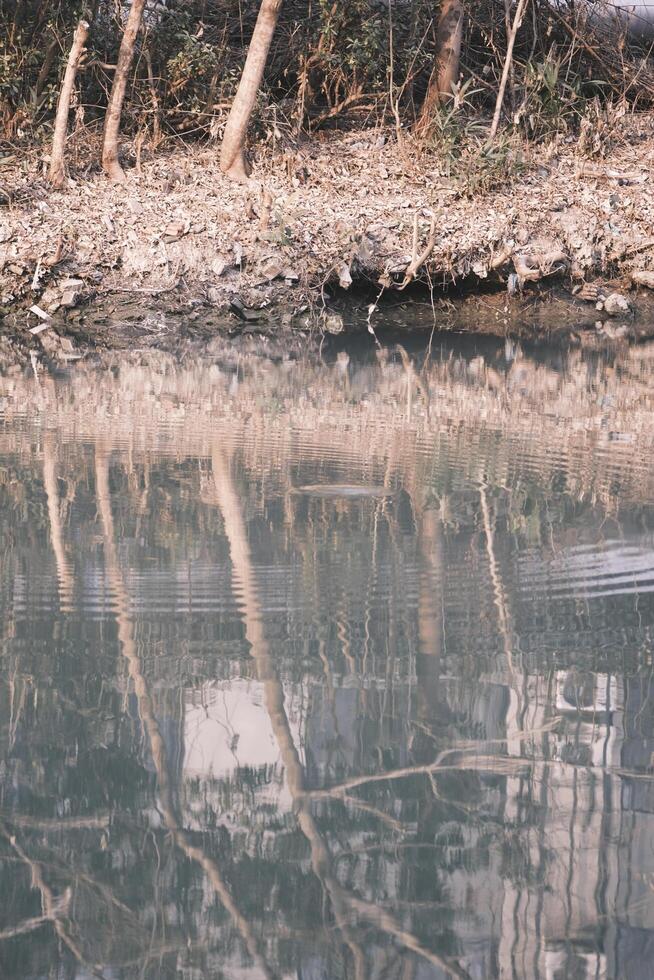 Fluss im Wald foto